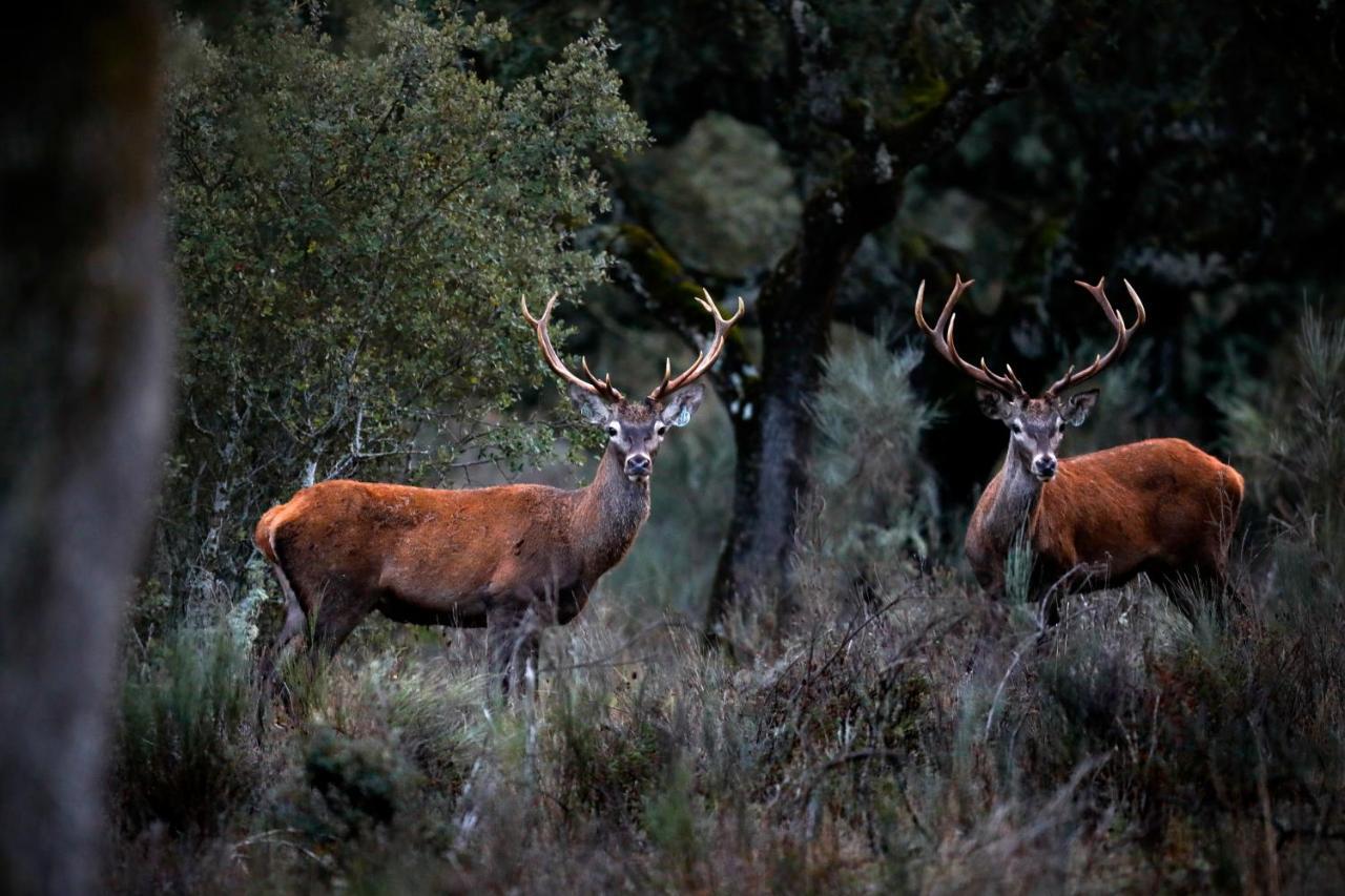 Eco-Lodge En La Reserva Privada Campanarios De Azaba - Proyecto De Conservacion Espeja Εξωτερικό φωτογραφία